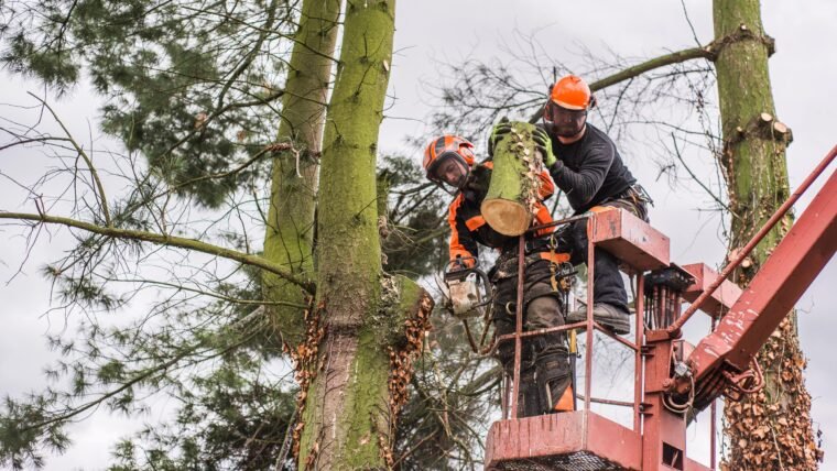 Best Tree Removal Company: 5 Helpful Tips for Identifying a Hazardous Tree