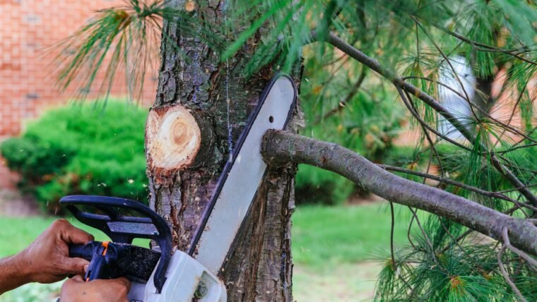 Best Tree Service in New Jersey: Alternatives to Tree Removal