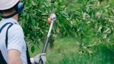 4 Attractive Grooming Ideas for Your Trees by the Best Tree Trimming Company in New Jersey