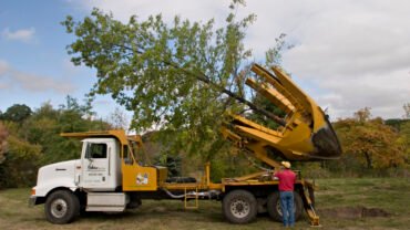 Large Tree Transplanting: Everything You Should Know About!