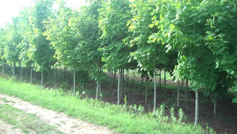 Top Things to know Before Planting Fast Growing Trees On Your Property