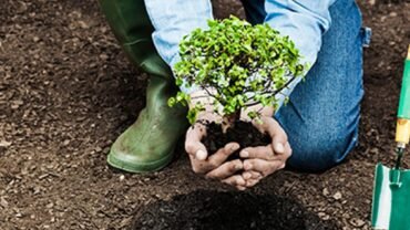4 Important Steps For Planting New Trees