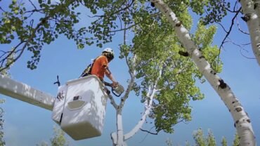 DIY Tree Care Work: Is It Safe?