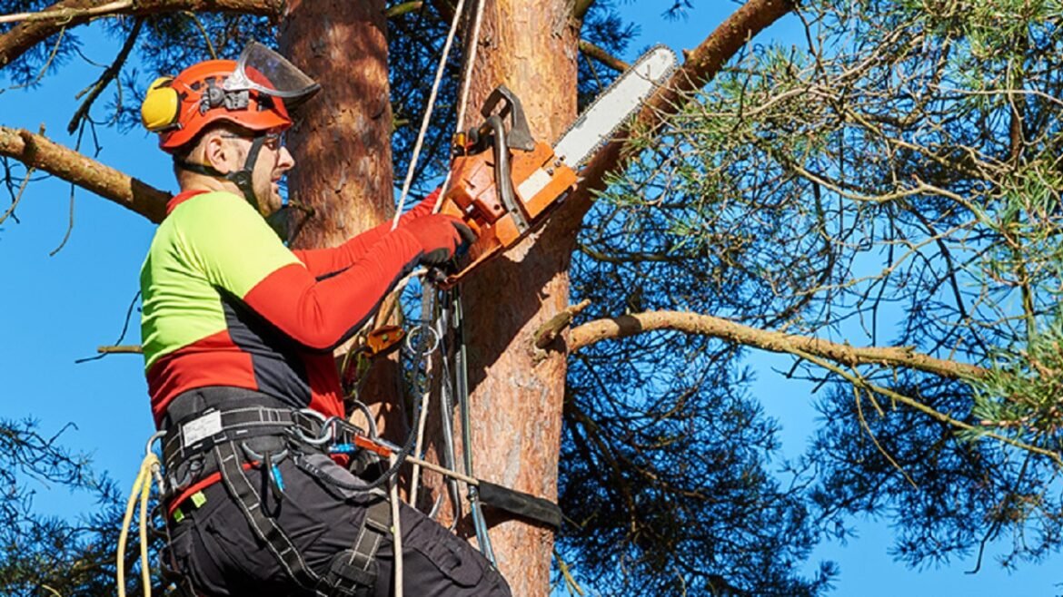 Why Should You Hire a Tree Care Expert?