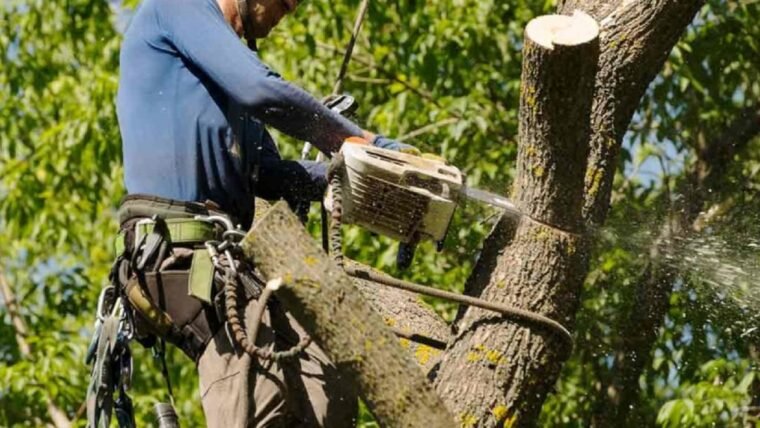 Debunking 5 Most Common Myths about Tree Removal Services