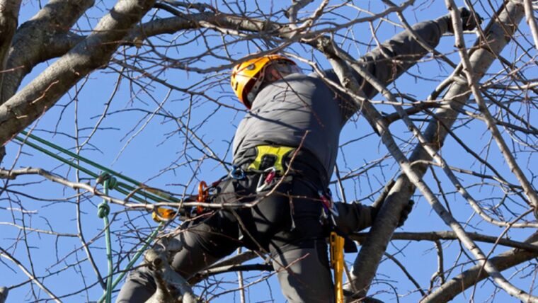 Should You Employ a Tree Care Service For The Summer?