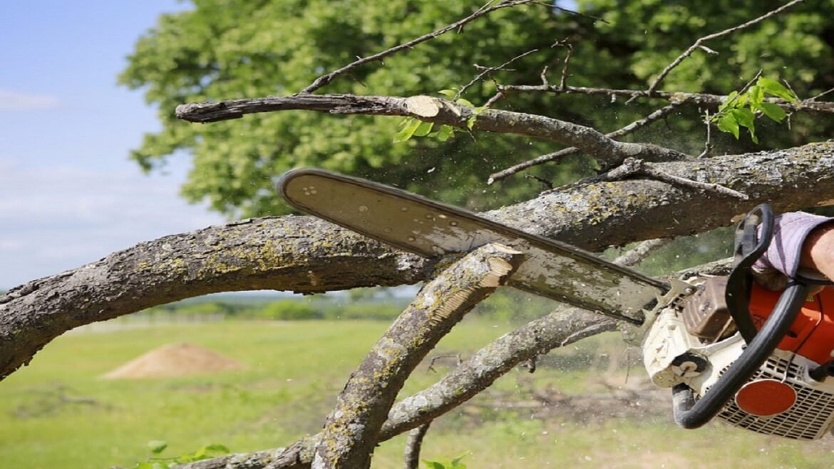 Some Incredible Benefits of a Tree Removal Service