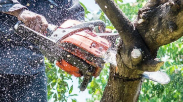 Why Should you always Trust Licensed Experts with your Tree Treatments?