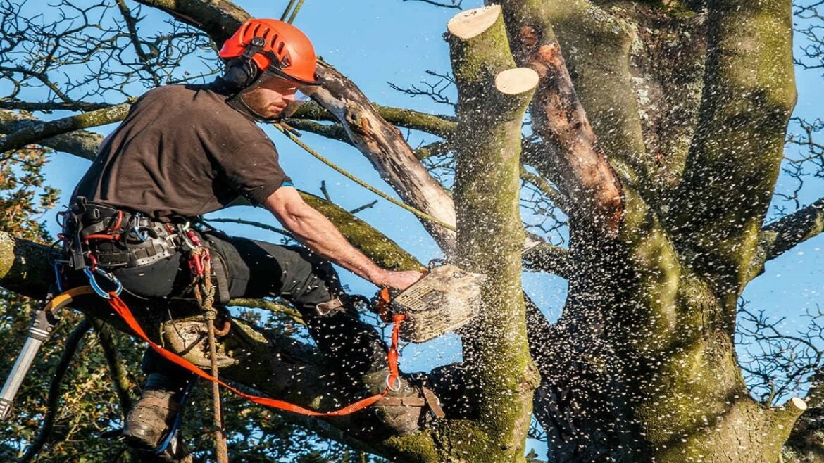 Do you Need Certified Arborists For your Tree Care?