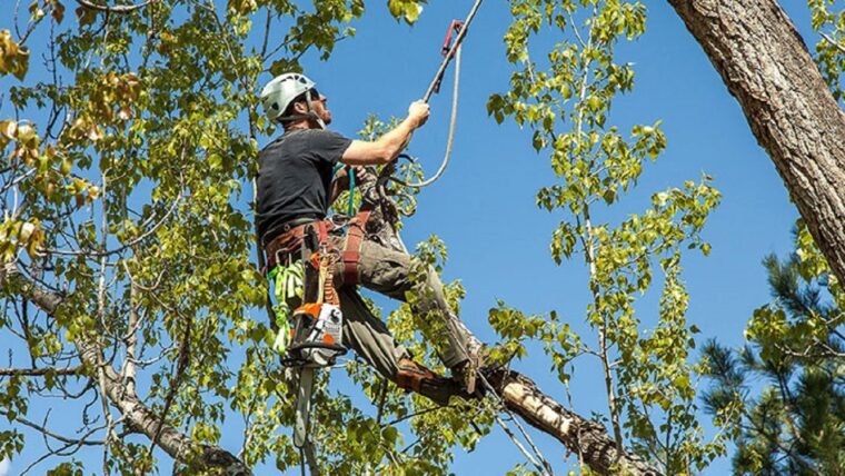 Tree Care Services: What Do They Have To Offer?