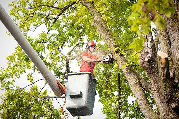 Tree Service in New Jersey: Importance, and Benefits